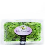 GG BABY BUTTERHEAD LETTUCE PKT